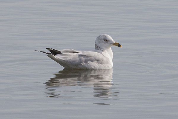 Larus delawarensis - The Ring-billed Gull