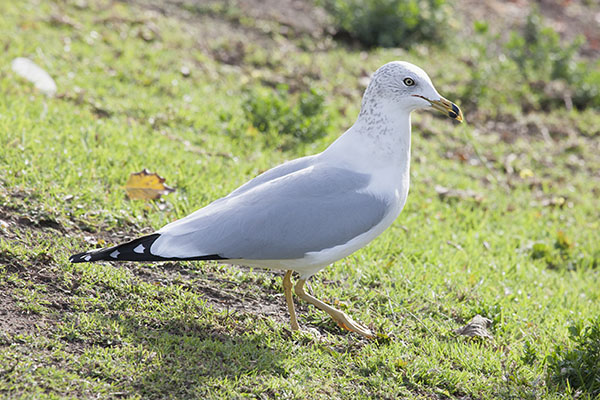 Larus delawarensis - The Ring-billed Gull