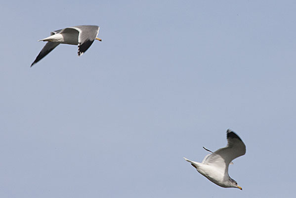 Larus delawarensis - The Ring-billed Gull