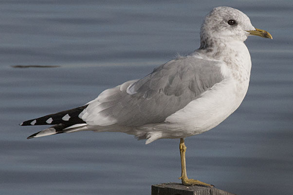 Larus delawarensis - The Ring-billed Gull