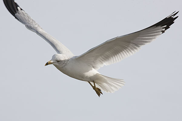 Larus delawarensis - The Ring-billed Gull