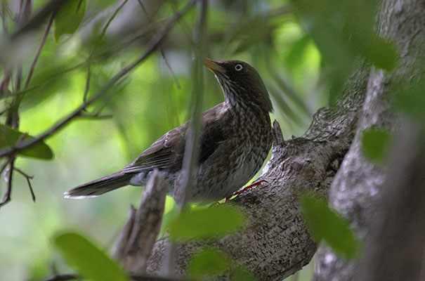 Margarops fuscatus fuscatus - The Pearly-eyed Thrasher