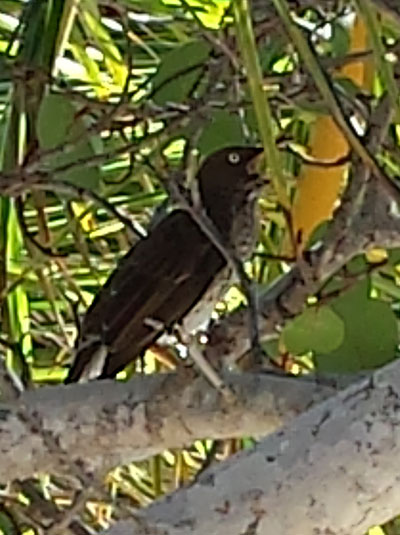 Margarops fuscatus fuscatus - The Pearly-eyed Thrasher