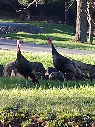 Meleagris gallopavo intermedia - Wild Turkey