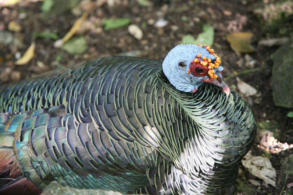Meleagris ocellata - The Ocellated Turkey