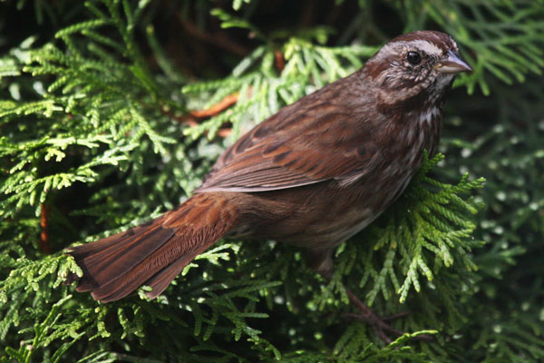 Melospiza melodia cleonensis - The Song Sparrow