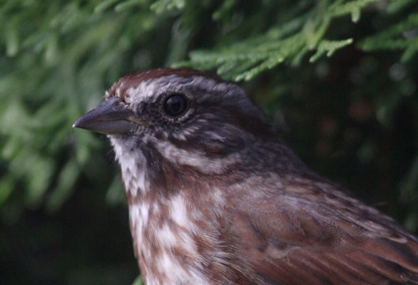 Melospiza melodia cleonensis - The Song Sparrow