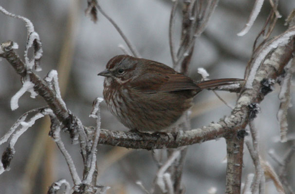 Melospiza melodia cleonensis - The Song Sparrow
