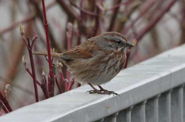 Melospiza melodia cleonensis - The Song Sparrow