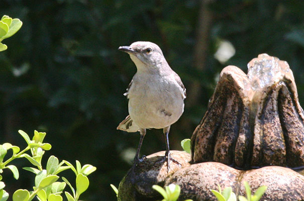 Mimus polyglottos - The Northern Mockingbird