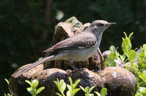 Mimus polyglottos - The Northern Mockingbird