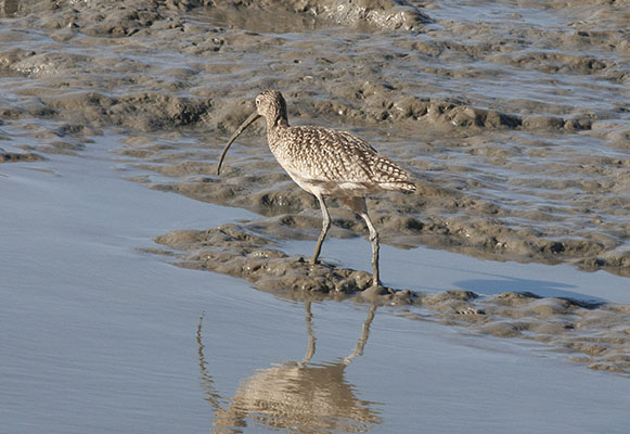 Numenius phaeopus - Whimbrel