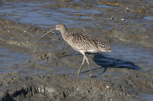 Numenius phaeopus - Whimbrel