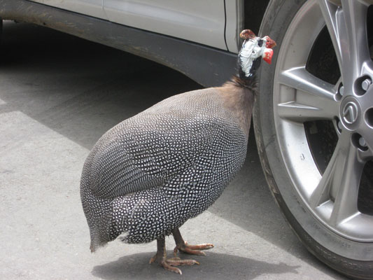 Numida meleagris - The Helmeted Guineafowl