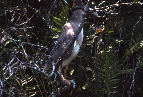 Nycticorax nycticorax hoactli (Gmelin, 1789) - The Black-crowned Night Heron