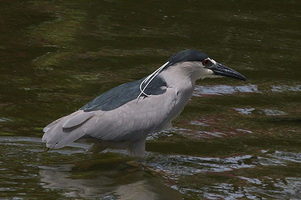 Nycticorax nycticorax hoactli (Gmelin, 1789) - The Black-crowned Night Heron