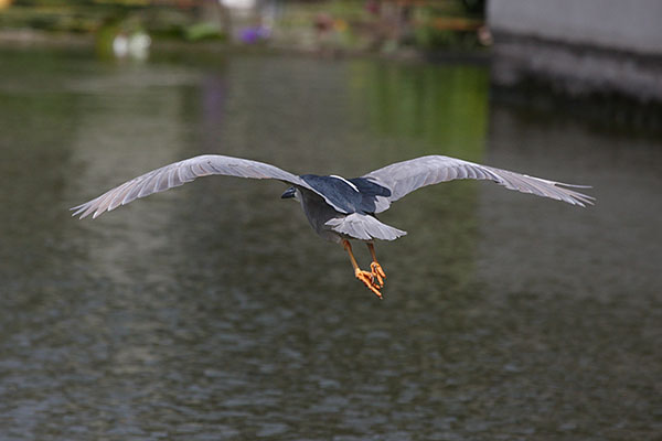 Nycticorax nycticorax hoactli (Gmelin, 1789) - The Black-crowned Night Heron