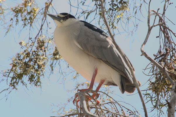 Nycticorax nycticorax hoactli (Gmelin, 1789) - The Black-crowned Night Heron