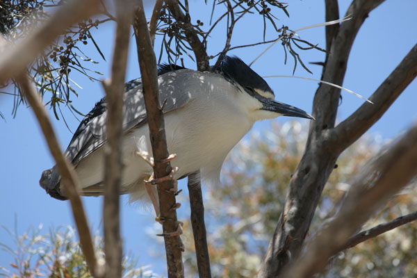 Nycticorax nycticorax hoactli (Gmelin, 1789) - The Black-crowned Night Heron