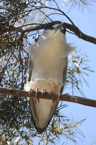 Nycticorax nycticorax hoactli (Gmelin, 1789) - The Black-crowned Night Heron