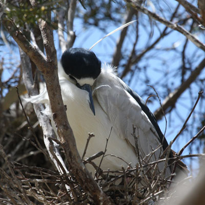 Nycticorax nycticorax hoactli (Gmelin, 1789) - The Black-crowned Night Heron