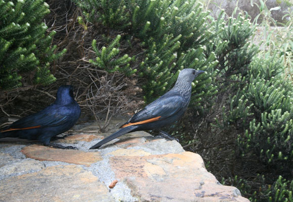 Onychognathus morio - The Red-winged Starling