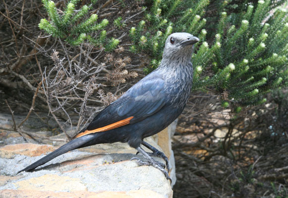 Onychognathus morio - The Red-winged Starling