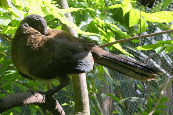 Ortalis vetula - The Plain Chachalaca