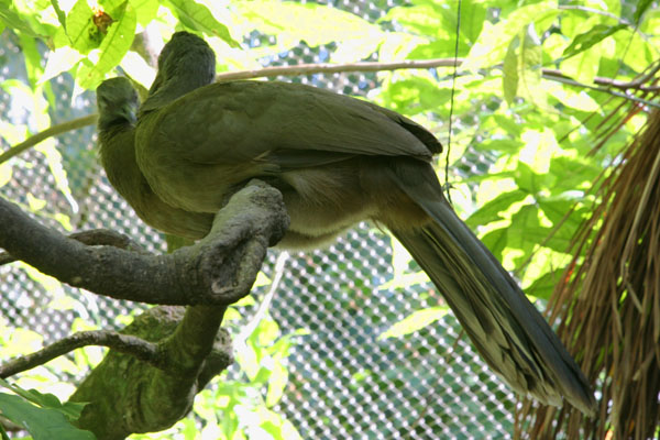 Ortalis vetula - The Plain Chachalaca