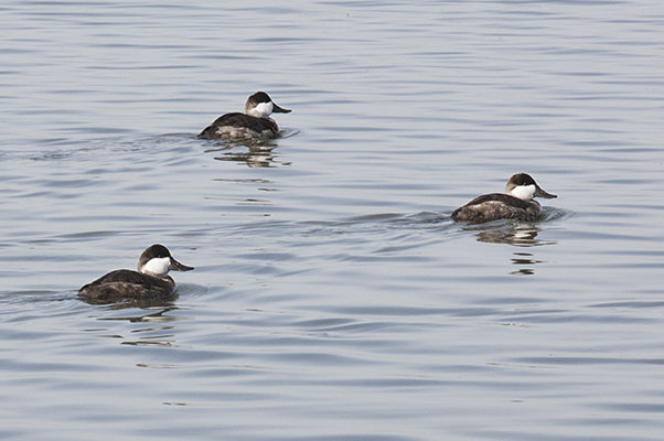 Oxyura jamaicensis - The Ruddy Duck