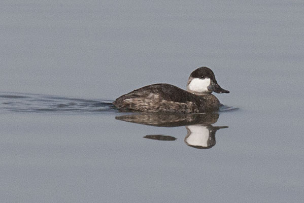 Oxyura jamaicensis - The Ruddy Duck