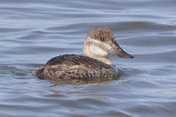 Oxyura jamaicensis - The Ruddy Duck