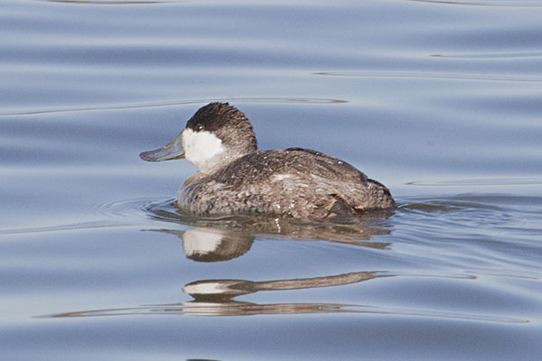 Oxyura jamaicensis - The Ruddy Duck