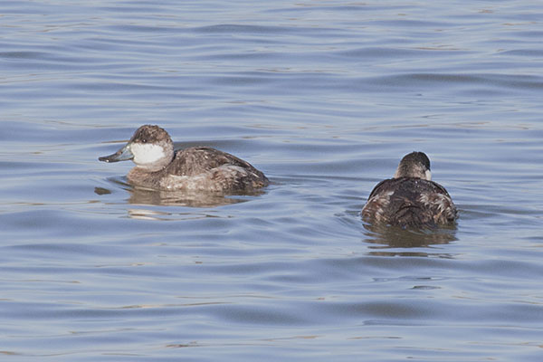 Oxyura jamaicensis - The Ruddy Duck