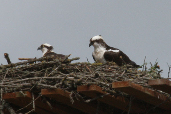 Pandion haliaetus - The Osprey