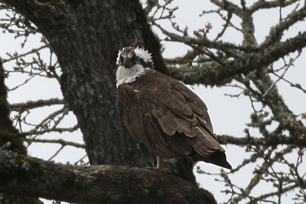 Pandion haliaetus - The Osprey