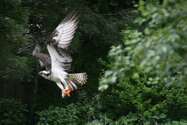 Pandion haliaetus - The Osprey