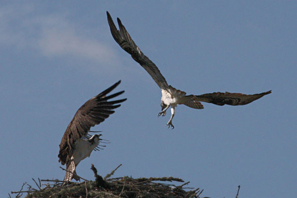 Pandion haliaetus - The Osprey