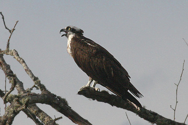 Pandion haliaetus - The Osprey