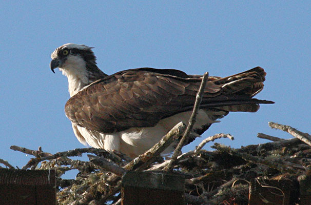 Pandion haliaetus - The Osprey