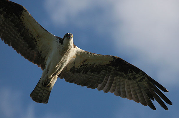 Pandion haliaetus - The Osprey