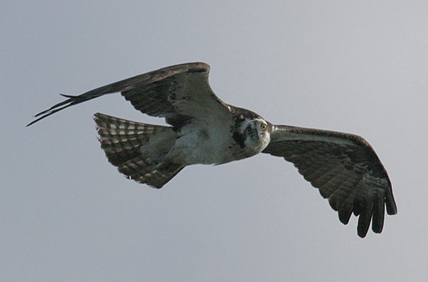 Pandion haliaetus - The Osprey