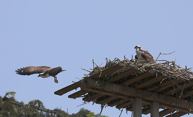 Pandion haliaetus - The Osprey
