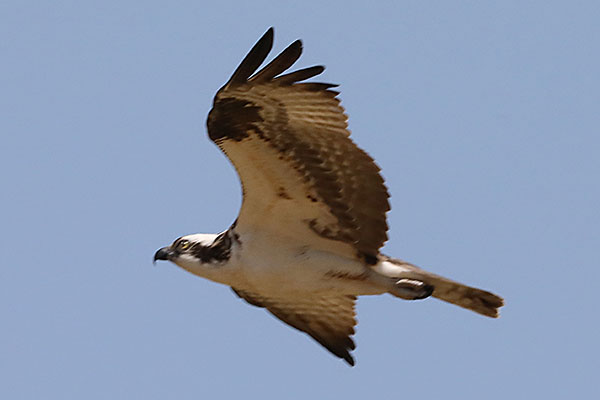 Pandion haliaetus - The Osprey