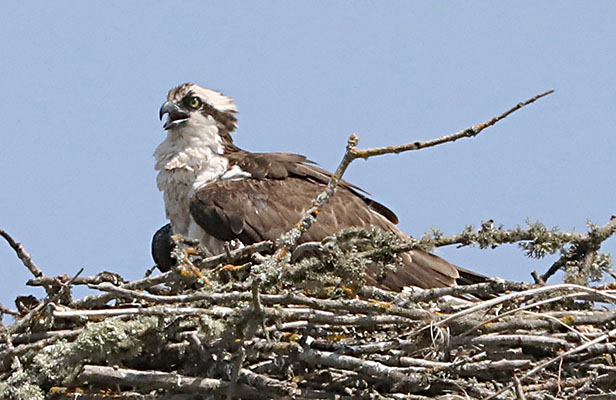 Pandion haliaetus - The Osprey