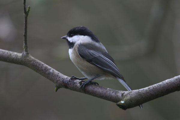 Parus atricapillus (Linnaeus, 1766) - The Black-capped Chickadee