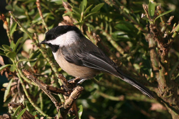 Parus atricapillus (Linnaeus, 1766) - The Black-capped Chickadee