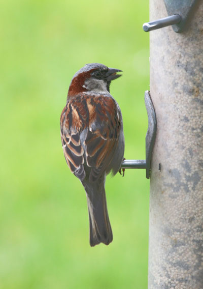 Passer domesticus - The House Sparrow aka The English Sparrow