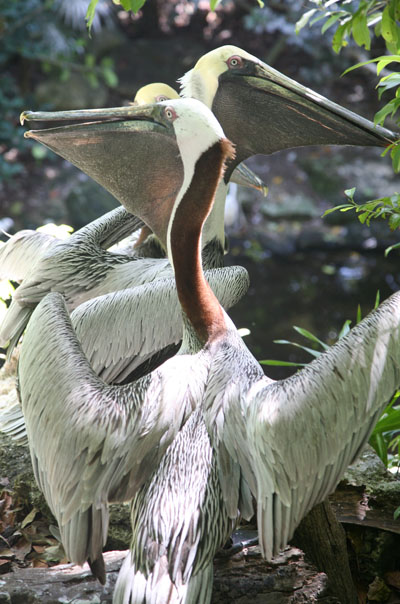 Pelecanus occidentalis occidentalis - The Carribean Brown Pelican