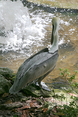 Pelecanus occidentalis occidentalis - The Carribean Brown Pelican